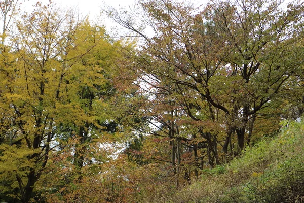 Gele bladeren van Ginkgo biloba in japan — Stockfoto