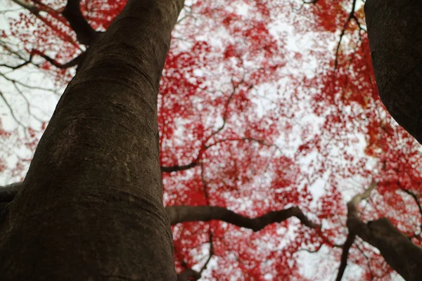 Rote herbstblätter bei japan — Stockfoto
