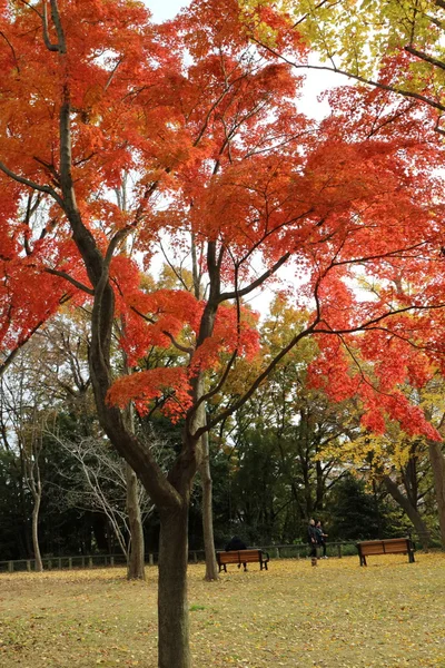 Foglie rosse autunnali in Giappone — Foto Stock