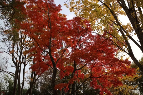 Rode Herfstbladeren op japan — Stockfoto