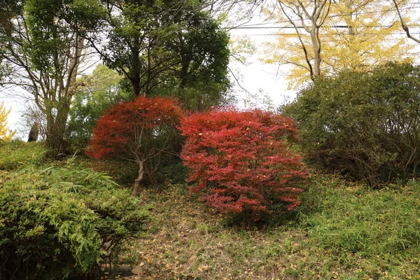 Gele bladeren van Ginkgo biloba in japan — Stockfoto