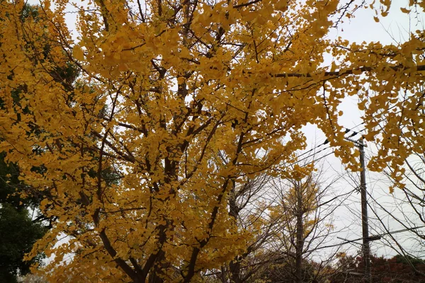 Keltaiset lehdet ginkgo Japanissa — kuvapankkivalokuva