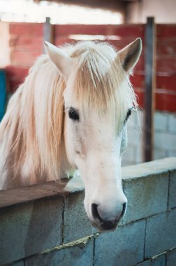 A beautiful white horse with a long mane is seen in a stable, looking directly at the viewer with a curious expression.