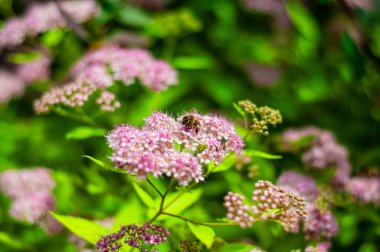 A honeybee collects nectar from delicate, light pink spirea flowers, surrounded by lush green foliage.