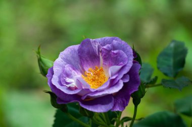 Close-up view of a single purple rose in bloom, showcasing its delicate petals and vibrant color against a soft green background.