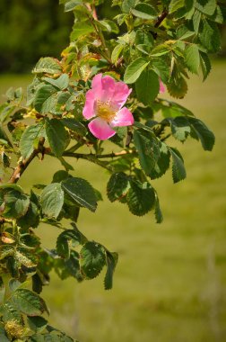 This vibrant image showcases a delicate wild rose blossom amidst lush green foliage, perfect for nature enthusiasts