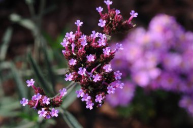 Bu güzel mor çiçekler tozlayıcılar arasında en sevilen çiçeklerdir. Her bahçeye renk ve yaşam katar.