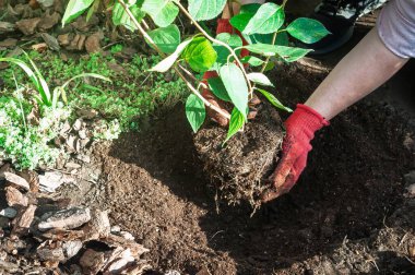 Bir bahçıvan dikkatli bir şekilde bir ortanca eker, uygun büyüme ve sağlık için uygun kök yerleştirme sağlar