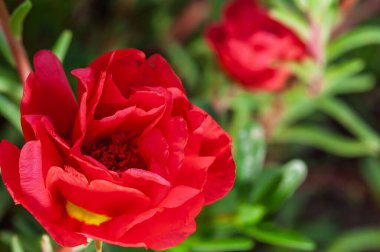 Bu güzel çiçek, parlak kırmızı yaprakları ve yemyeşil yapraklarıyla doğanın güzelliğinin mükemmel bir örneğidir.