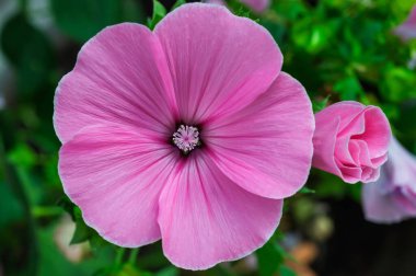 Bu güzel pembe çiçek, ince taç yapraklarını ve karmaşık ayrıntılarını gösteren makro bir çekimde yakalanır.