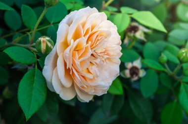 Bu göz kamaştırıcı gül yaprakları hassas yapraklar ve gür yapraklar sergiliyor. Her projeye güzellik katmak için mükemmel.