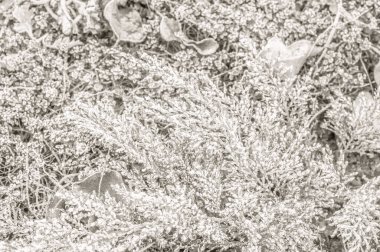 Donmuş kristallerin hiç bitmeyen yeşil bir çalı ve dağınık yaprakların ince iğnelerine yapışmış yakın çekim görüntüsü.