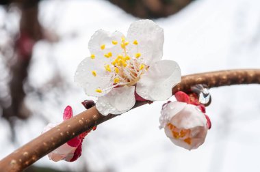 Bir daldaki su damlacıklarıyla kaplı erik çiçeklerinin ve tomurcukların yakın plan çekimi, bulutlu bir günde yakalanan hassas ayrıntıları vurguluyor.