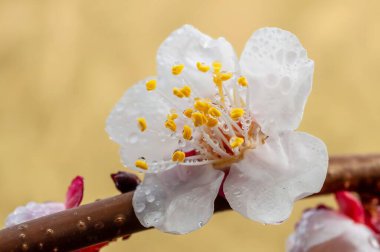 Canlı beyaz kayısı çiçeğinin yakın çekimi, çiğ damlaları ve altın pullarla süslenmiş, yumuşak bir arkaplanda bir daldan çiçek açıyor..