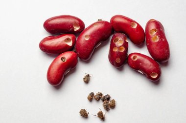 Kırmızı böbrek fasulyeleri beyaz arka plandaki fasulye bitleri tarafından zarar görmüş ve yaygın bir tarımsal haşere sorunu ortaya çıkmış..