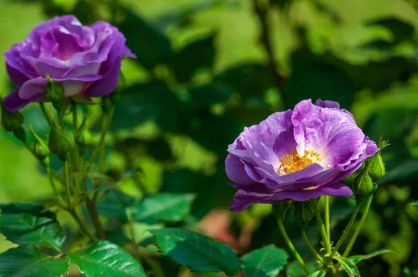 Çiçek açmış iki canlı mor gül, yaprakları yemyeşil yapraklarla çevrili olarak güneş ışığında açılır. Büyüleyici bir çiçek sahnesi..