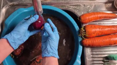 Mavi eldiven giyen bir insan, lavabo tahtasındaki havuçlarla akan suyun altındaki kök sebzeleri temizliyor.