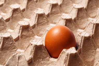 Yalnız bir kahverengi yumurta kalıplı kağıt hamurunda duruyor, ambalajın dokusunu ve desenini vurguluyor.