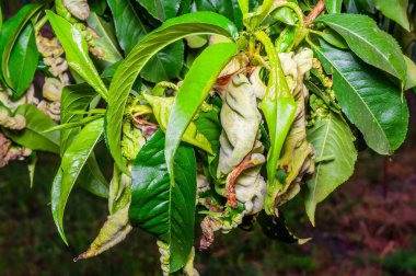 Şeftali yaprağı kıvrımları yaprakları etkiler, onları bozar, kalınlaştırır, kırmızımsı ya da morlaştırır..