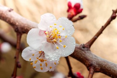Küçük su damlacıklarıyla süslenmiş narin kayısı çiçekleri yumuşak, nötr bir zeminde dingin ve taze bir bahar sahnesi yaratır..