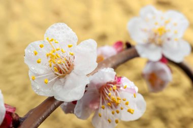 Altın arka planda bir dalda kayısı çiçeklerinin makro çekimi, bahar temaları ve doğa çizimleri için mükemmel..