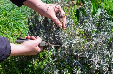 Bir insanın elleri budama makası tutarken ve lavanta çalılarını budarken gösterilir, yemyeşil yapraklar ve güneş ışığıyla çevrili.