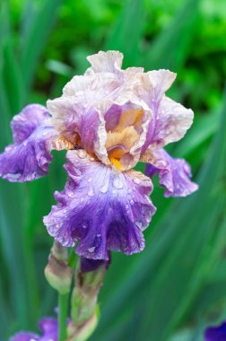 Mor ve kremanın gölgelerinde güzel sakallı bir iris taze yağmur damlalarıyla parıldar. Karmaşık yapraklarını ve yumuşak dokusunu bulanık yeşil arka planda sergiler.