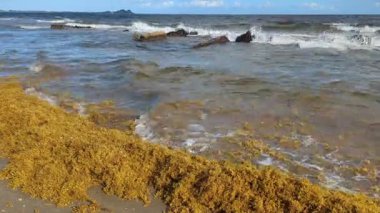 26 Aralık 2025 'te, Karayip adası Trinidad, Batı Hint Adaları' nın doğu kıyısındaki Guayaguayare Plajı 'nda kıyıya vuran yosun yosunu.