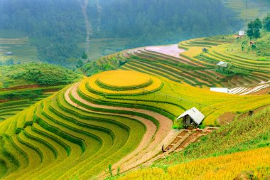 Mu Cang Chai, YenBai, Vietnam 'daki pirinç tarlaları. Pirinç tarlaları Kuzeybatı Vietnam 'da hasat hazırlıyor. Vietnam manzaraları..