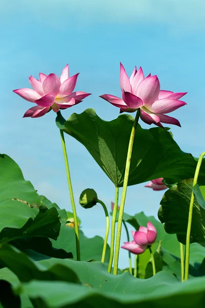 Flor de lótus e plantas de flor de lótus — Fotografia de Stock