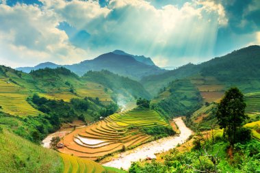 Mu Cang Chai, YenBai, Vietnam 'daki pirinç tarlaları. Pirinç tarlaları Kuzeybatı Vietnam 'da hasat hazırlıyor. Vietnam manzaraları..