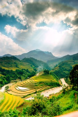 Mu Cang Chai, YenBai, Vietnam 'daki pirinç tarlaları. Pirinç tarlaları Kuzeybatı Vietnam 'da hasat hazırlıyor. Vietnam manzaraları..