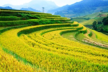Mu Cang Chai, YenBai, Vietnam 'daki pirinç tarlaları. Pirinç tarlaları Kuzeybatı Vietnam 'da hasat hazırlıyor. Vietnam manzaraları..