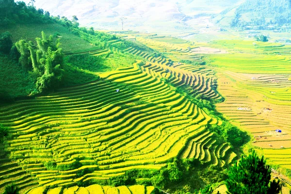 Rizs mezők teraszán Mu Cang Chai, YenBai, Vietnam. A rizsföldek előkészítik a betakarítást Északnyugat-Vietnamban. Vietnam tájak. — Stock Fotó