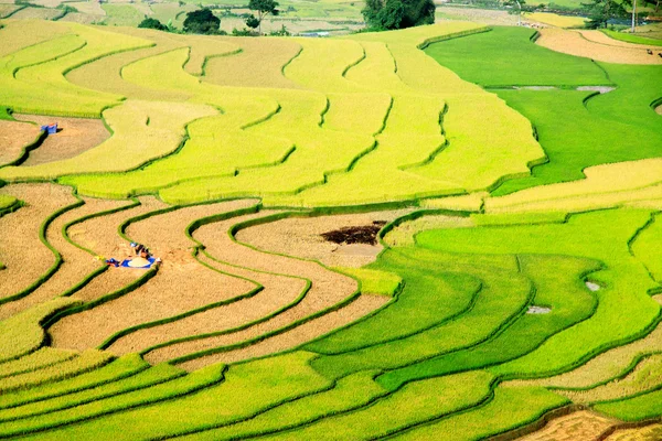 Рисовые поля на террасе Mu Cang Chai, YenBai, Вьетнам. Рисовые поля готовят урожай на северо-западе Вьетнама.. — стоковое фото