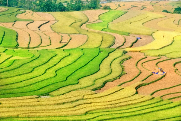 Reisfelder auf Terrassen von Mu Cang Chai, YenBai, Vietnam. Reisfelder bereiten die Ernte im Nordwesten Vietnams vor.. — Stockfoto