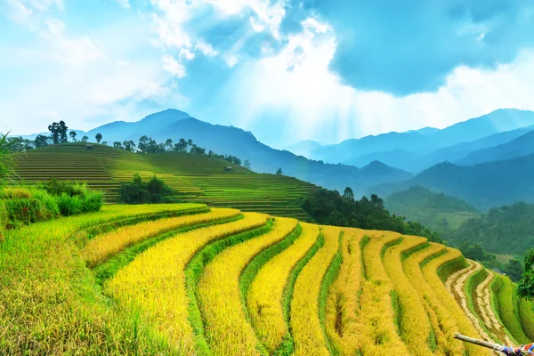 Reisfelder auf Terrassen von Mu Cang Chai, YenBai, Vietnam. Reisfelder bereiten die Ernte im Nordwesten Vietnams vor.. — Stockfoto