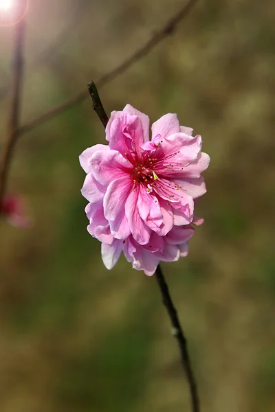 Macro kersenbloesem bloemen — Stockfoto