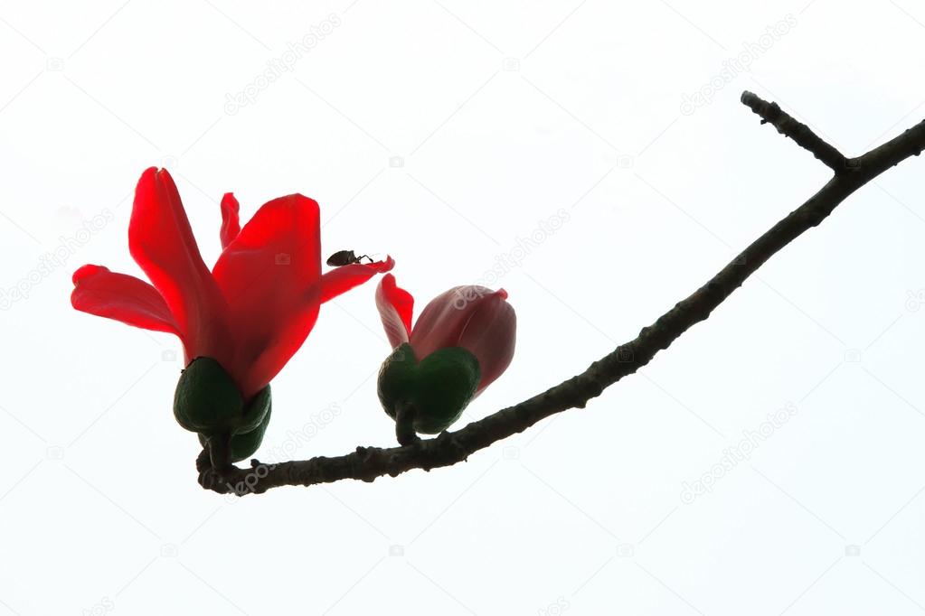 Red Silk Cotton Tree The Latin Name Is Bombax Ceiba Stock Photo Image By C Johnbill