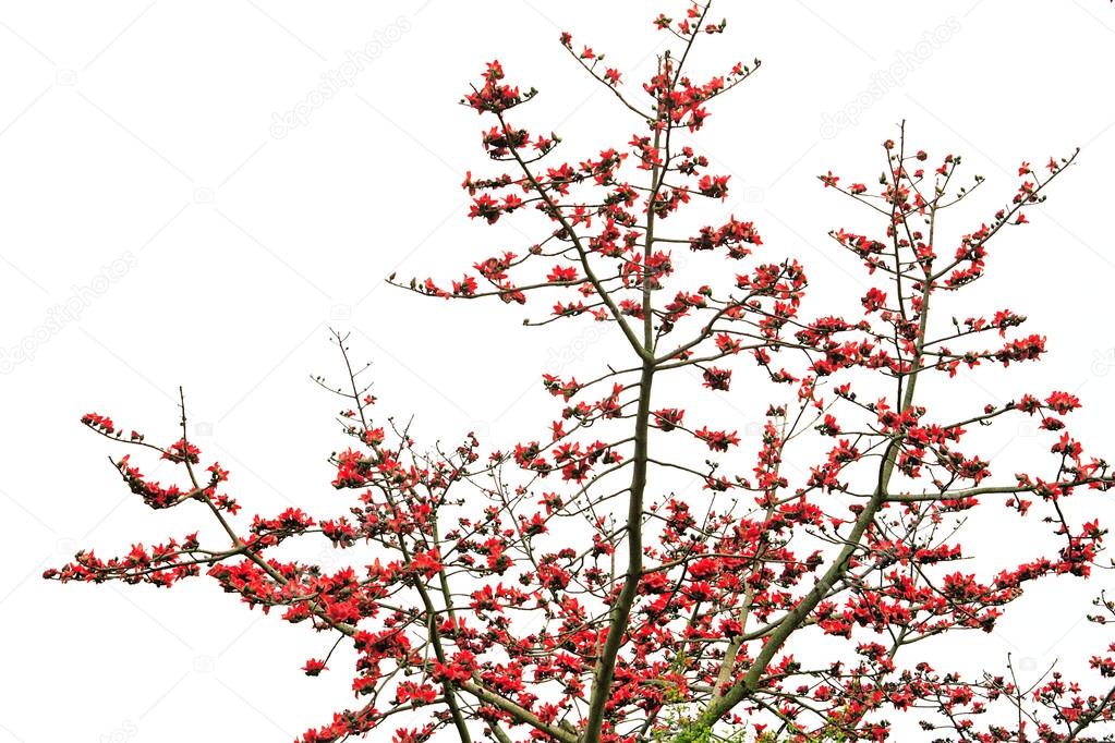 Red Silk Cotton Tree The Latin Name Is Bombax Ceiba Stock Photo By C Johnbill