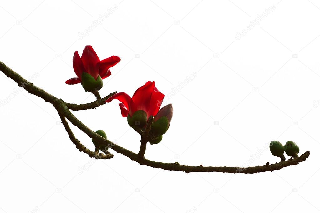 Red Silk Cotton Tree The Latin Name Is Bombax Ceiba Stock Photo Image By C Johnbill