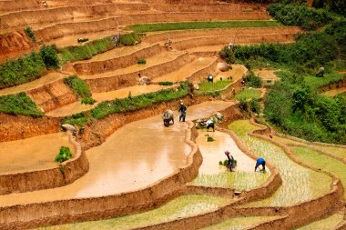 Mucangchai, Vietnam 19 Mayıs: Çiftçi üzerinde 14 Mayıs 2013 yılında Mucangchai pirinç alan pulluklar. Büyüme ve başarı onun turizm sektörü Vietnam ekonomisi olmasına rağmen hala ağırlıklı olarak tarımsal.