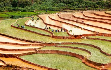 Mucangchai, Vietnam 19 Mayıs: Çiftçi üzerinde 14 Mayıs 2013 yılında Mucangchai pirinç alan pulluklar. Büyüme ve başarı onun turizm sektörü Vietnam ekonomisi olmasına rağmen hala ağırlıklı olarak tarımsal.