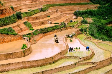 Mucangchai, Vietnam 19 Mayıs: Çiftçi üzerinde 14 Mayıs 2013 yılında Mucangchai pirinç alan pulluklar. Büyüme ve başarı onun turizm sektörü Vietnam ekonomisi olmasına rağmen hala ağırlıklı olarak tarımsal.