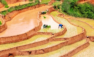 Mucangchai, Vietnam 19 Mayıs: Çiftçi üzerinde 14 Mayıs 2013 yılında Mucangchai pirinç alan pulluklar. Büyüme ve başarı onun turizm sektörü Vietnam ekonomisi olmasına rağmen hala ağırlıklı olarak tarımsal.