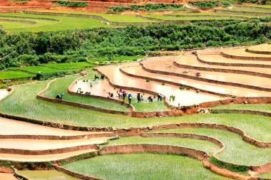 Mucangchai, Vietnam 19 Mayıs: Çiftçi üzerinde 14 Mayıs 2013 yılında Mucangchai pirinç alan pulluklar. Büyüme ve başarı onun turizm sektörü Vietnam ekonomisi olmasına rağmen hala ağırlıklı olarak tarımsal.