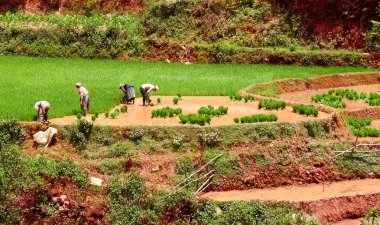 Mucangchai, Vietnam 19 Mayıs: Çiftçi üzerinde 14 Mayıs 2013 yılında Mucangchai pirinç alan pulluklar. Büyüme ve başarı onun turizm sektörü Vietnam ekonomisi olmasına rağmen hala ağırlıklı olarak tarımsal.