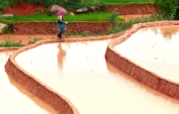 Rizs mezők teraszán Mu Cang Chai, YenBai, Vietnam. A rizsföldek előkészítik a betakarítást Északnyugat-Vietnamban. Vietnam tájak. — Stock Fotó