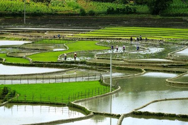 Rizs mezők teraszán Mu Cang Chai, YenBai, Vietnam. A rizsföldek előkészítik a betakarítást Északnyugat-Vietnamban. Vietnam tájak. — Stock Fotó