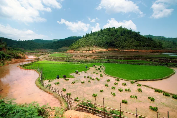 Campos de arroz em terraços de Mu Cang Chai, YenBai, Vietnã. Campos de arroz preparam a colheita no noroeste do Vietnã.. — Fotografia de Stock